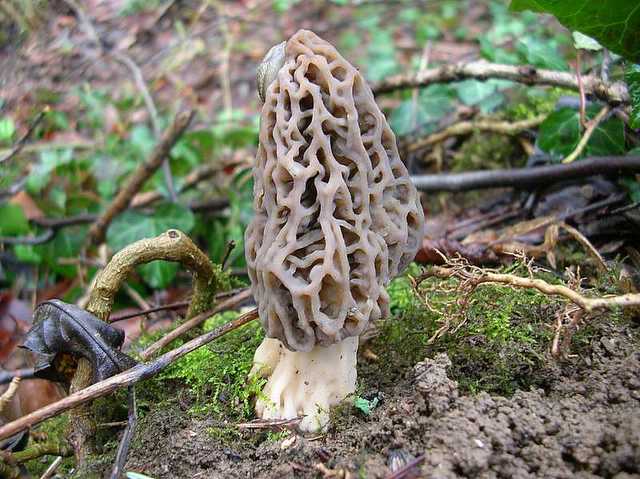 2005 :  Un anno di funghi